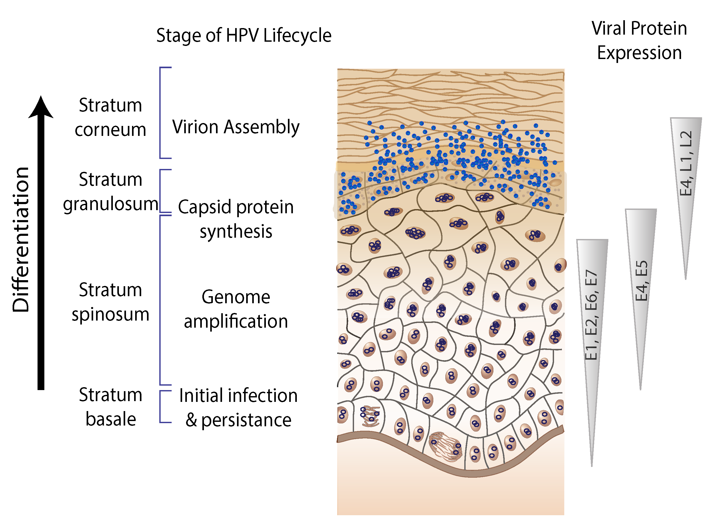 Papillomaviridae Figure 3