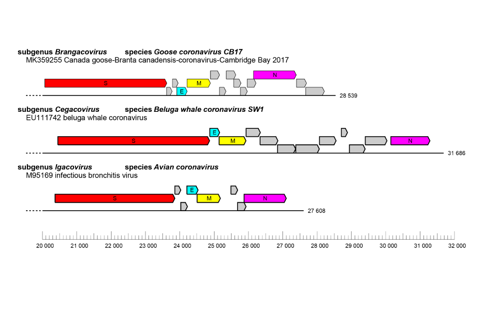 Coronaviridae: gammacoronavirus genome