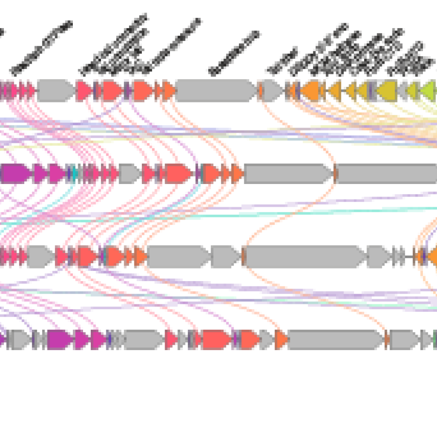 Aoguangviridae genome