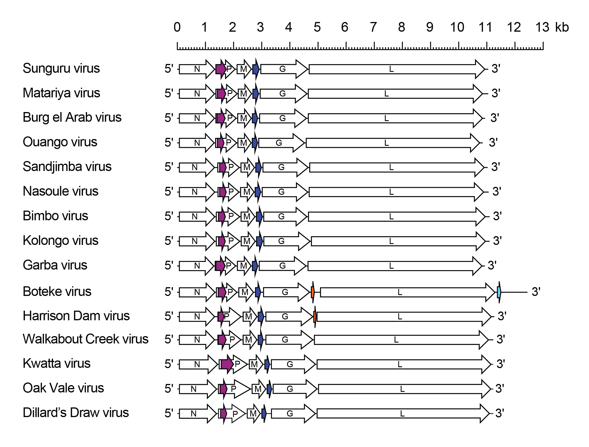 Sunrhavirus genome