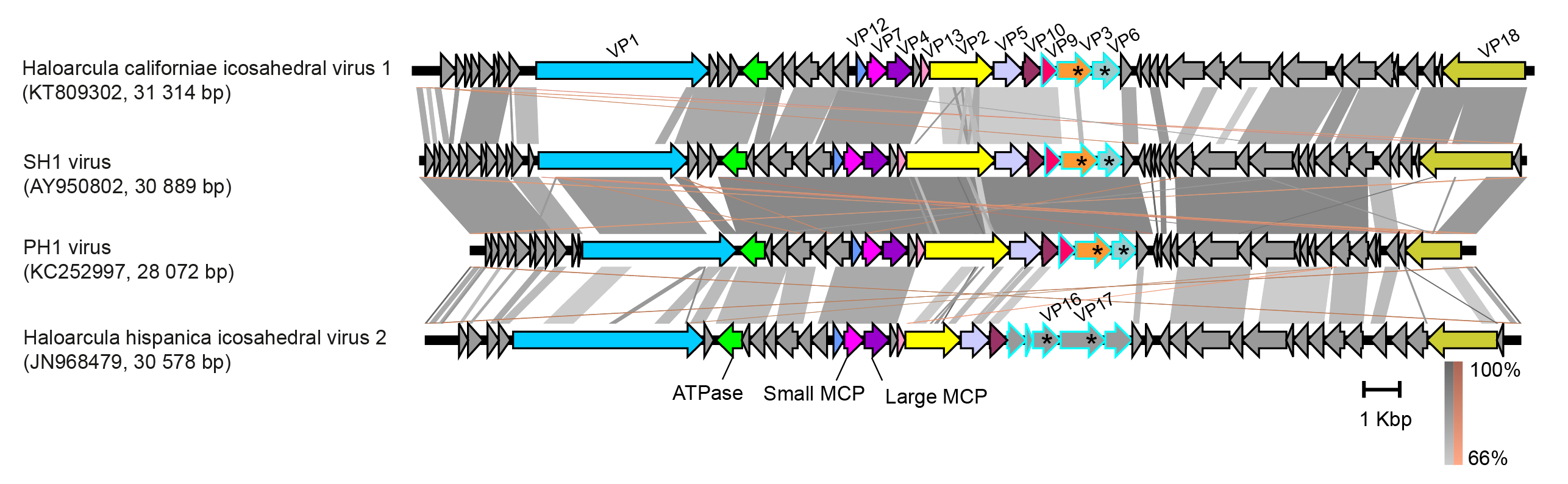 Sphaerolipoviridae genome structure