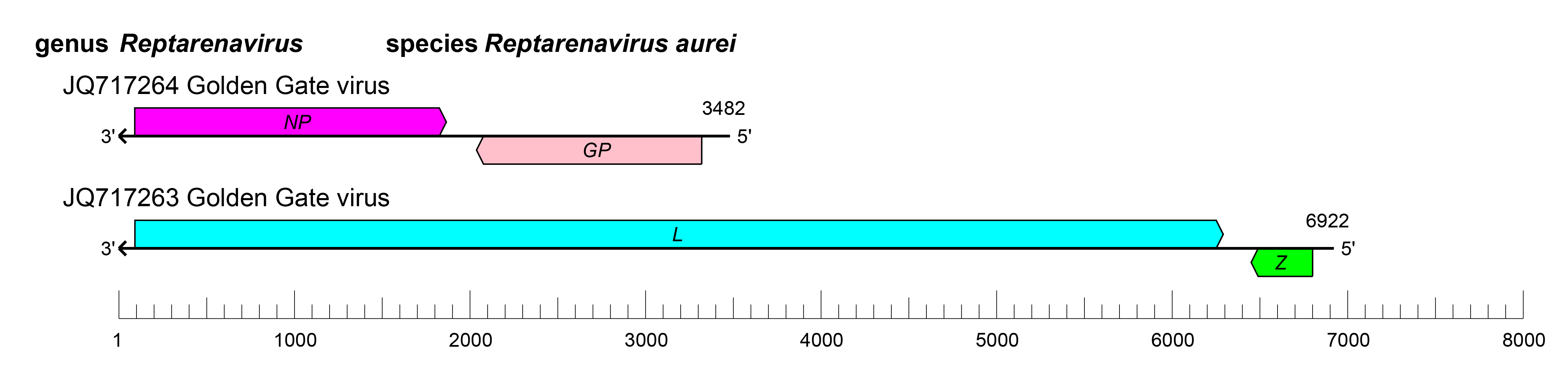 Reptarenavirus genome organisation