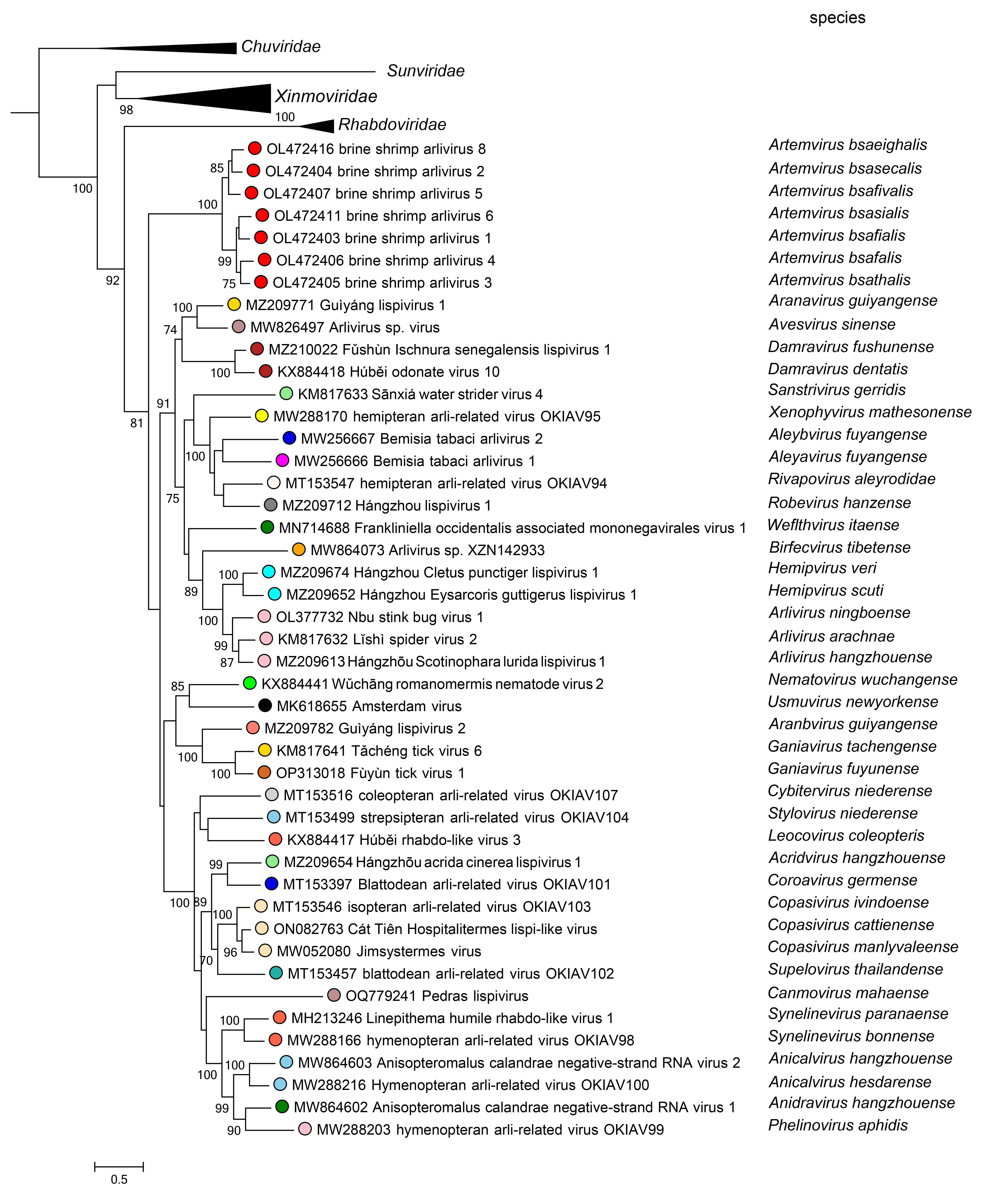 Lispiviridae phylogeny