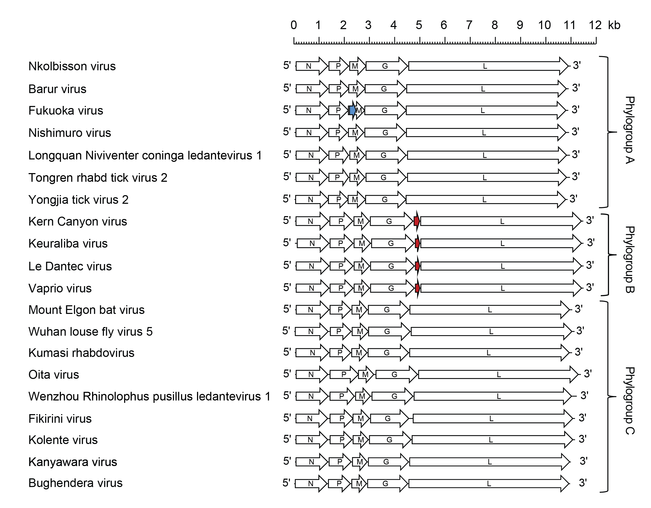 Ledantevirus genomes