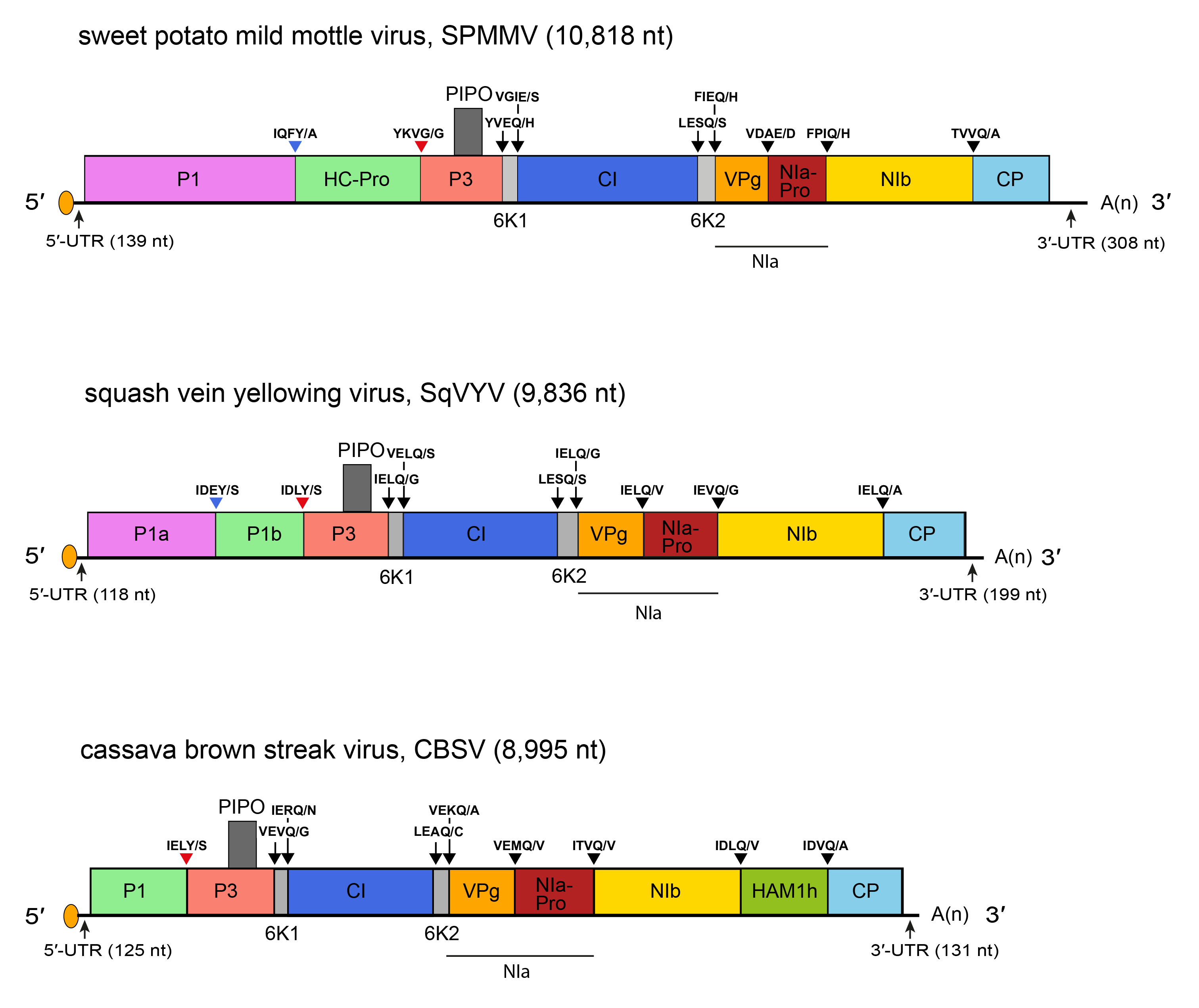 Genome diagram Ipomovirus