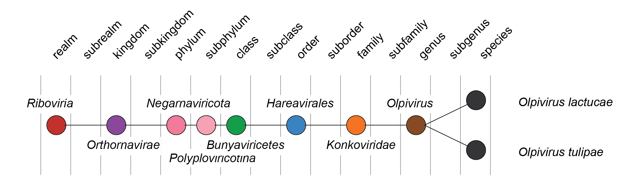 Konkoviridae taxonomy